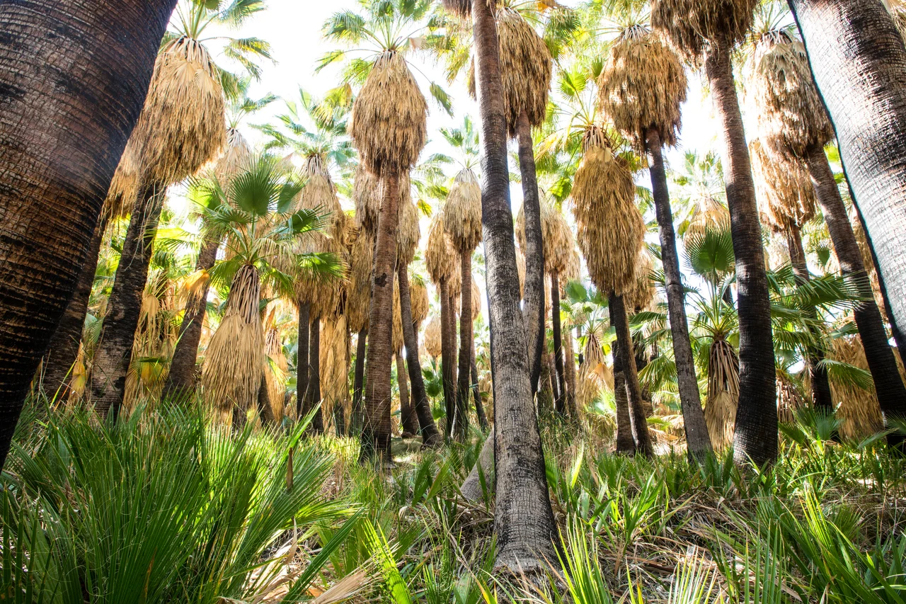 Dos Palmas Preserve ACEC, California - established for its palm oasis and wetlands. Photo Bob Wick, BLM