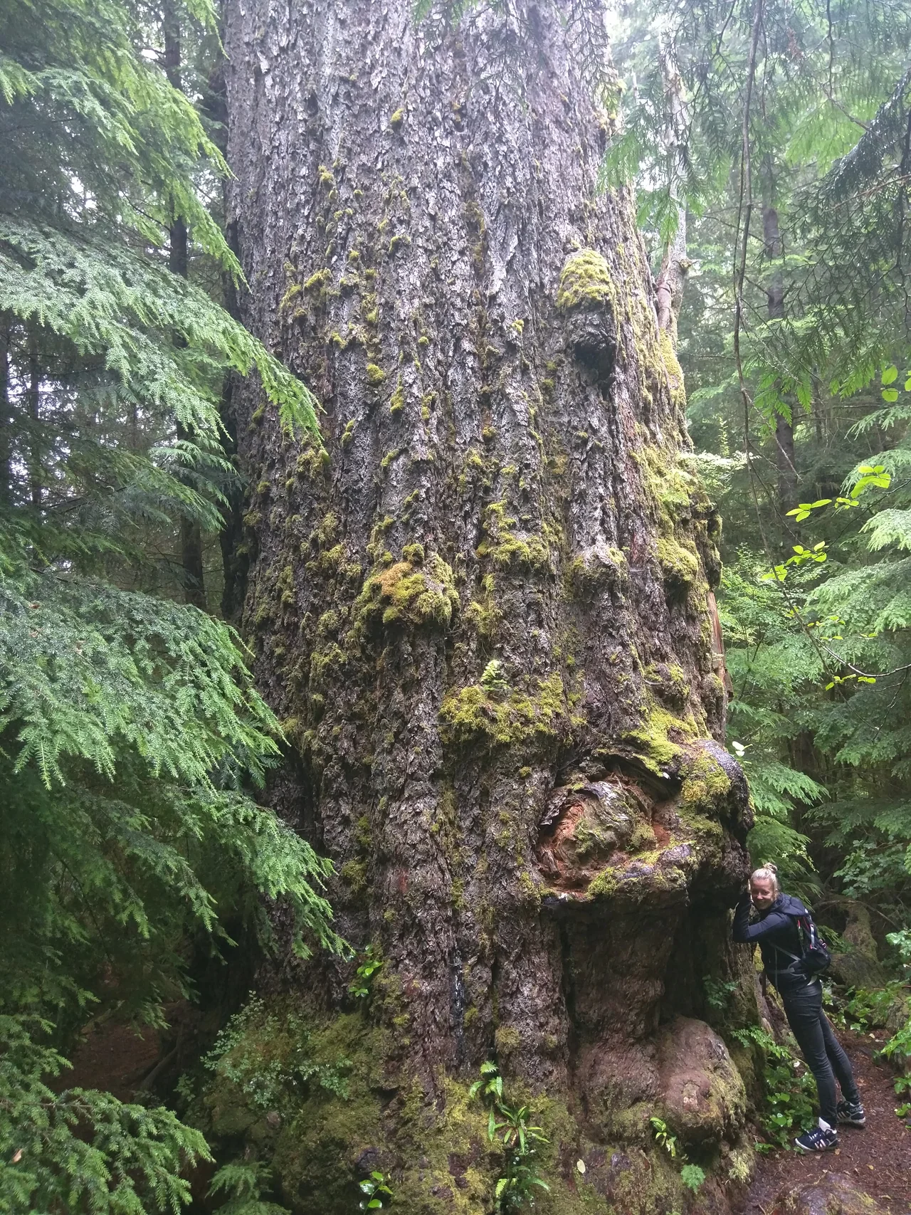 World's largest Douglas Fir still standing strong.
